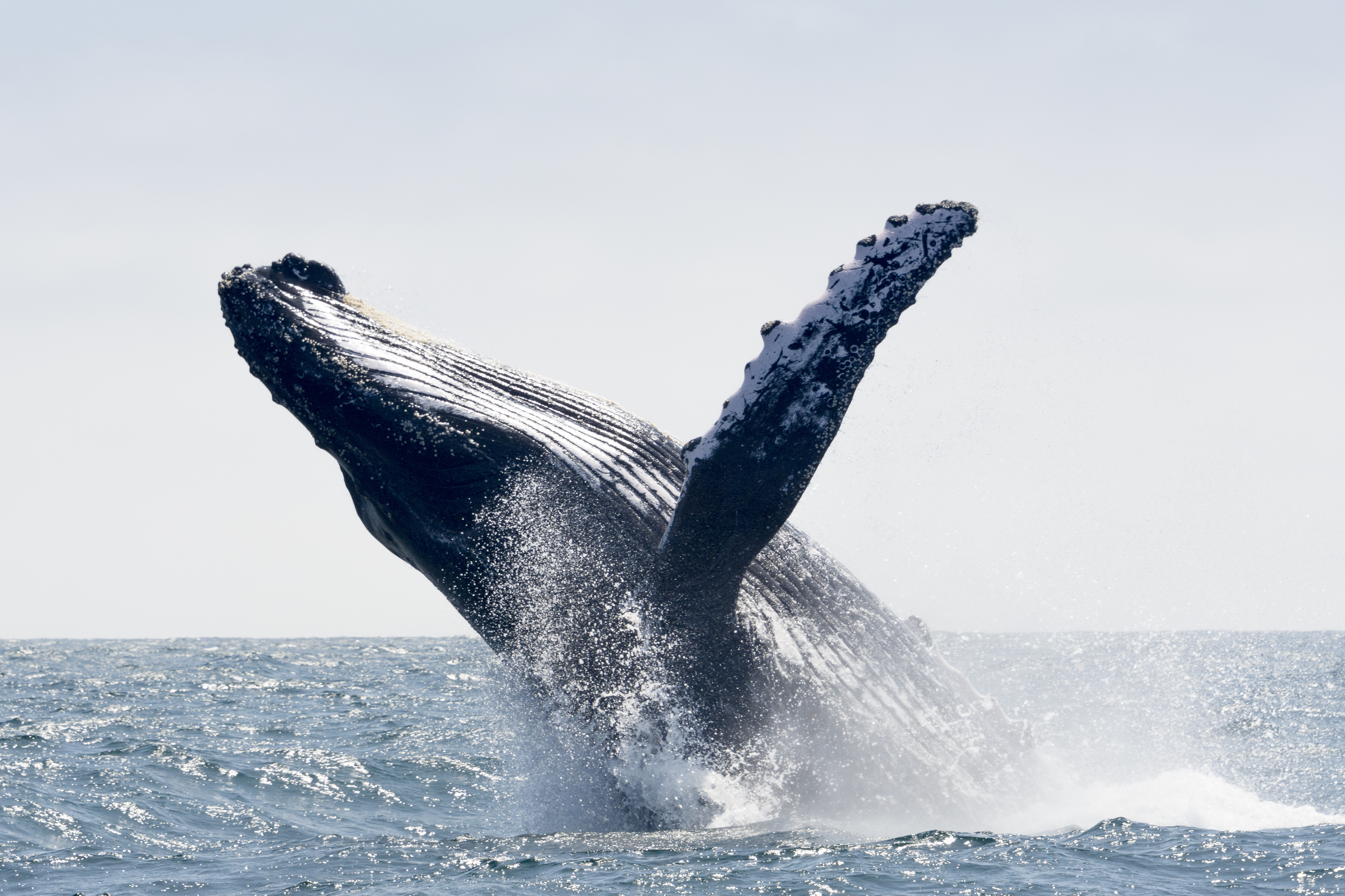 Baleia jubarte escapa da lista de animais extinção graças ao Brasil: de 450 a mais de 25.000
