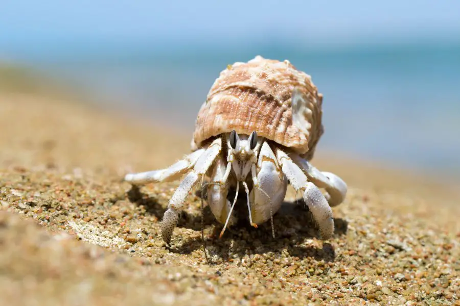 Half A Million Hermit Crabs Killed By Plastic Pollution On Remote Islands