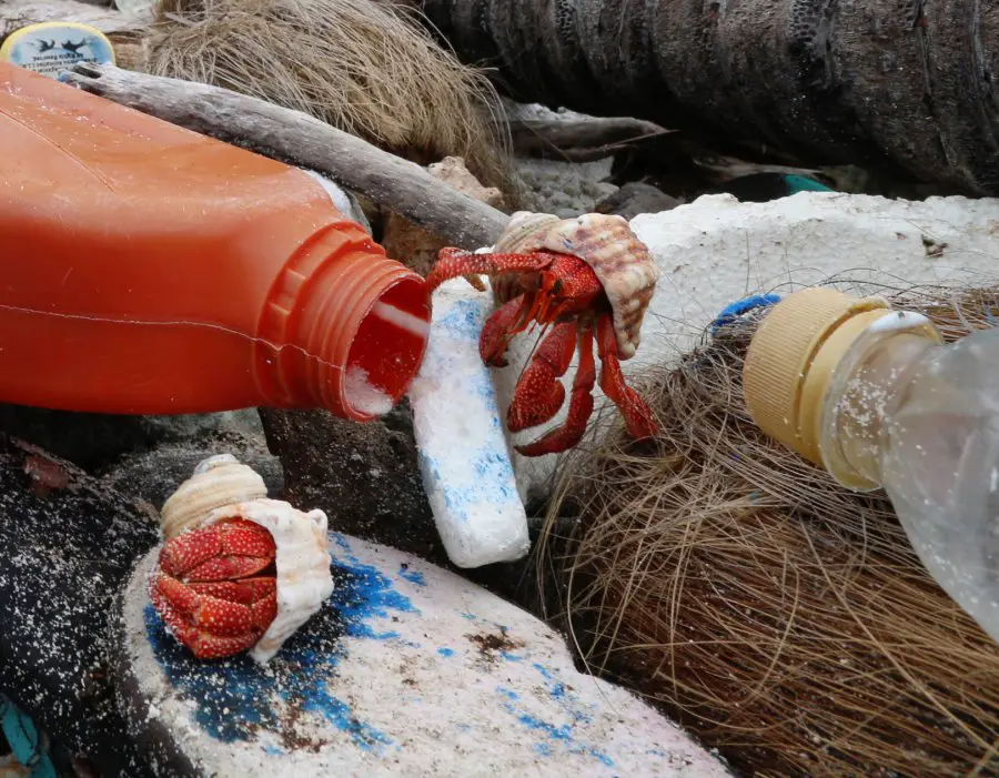 Cocos Is hermit crabs on plastic debris. Credit Silke Stuckenbrock crop