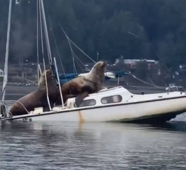 sea lions on sailboat in olympia