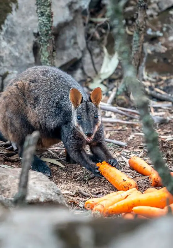 Wallaby eating carrot