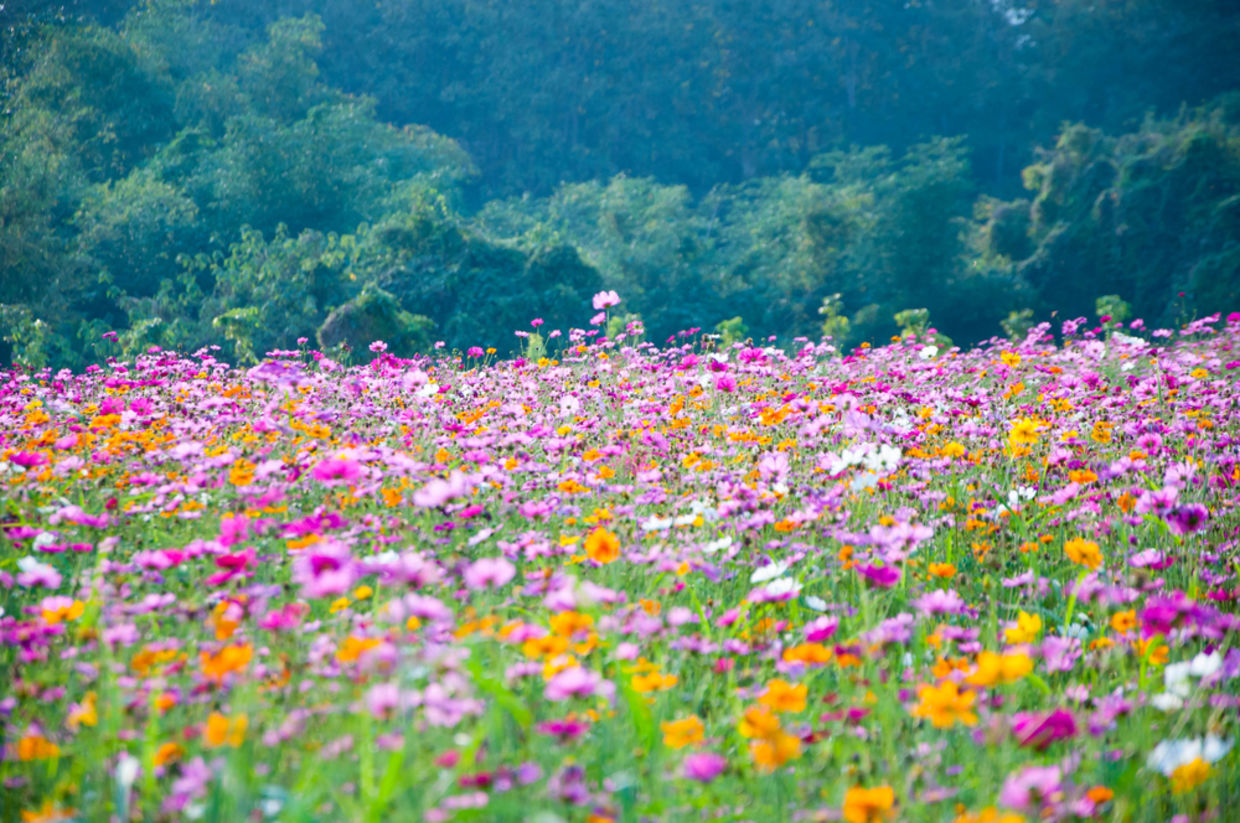 wildflowers can help reduce pesticide usage
