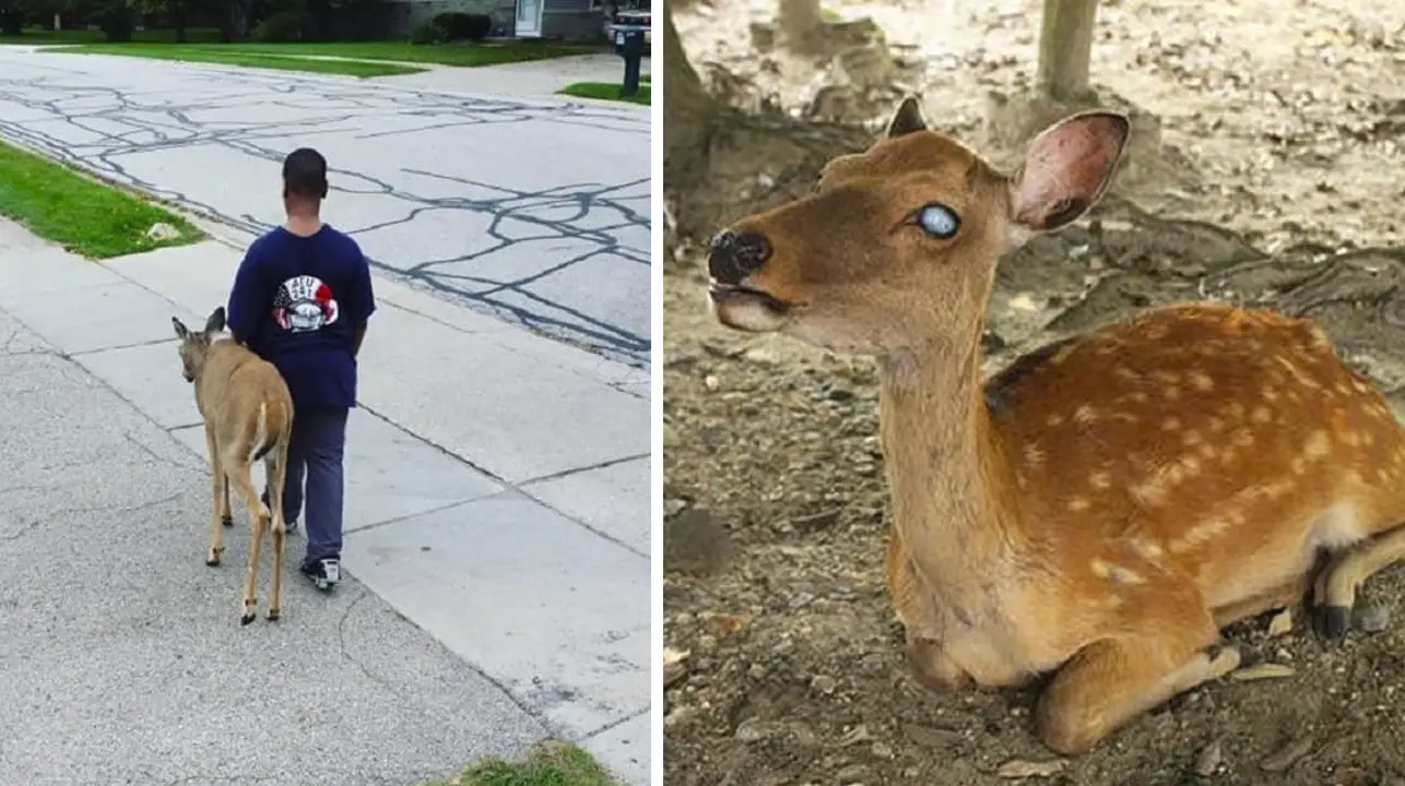 The boy with the deer