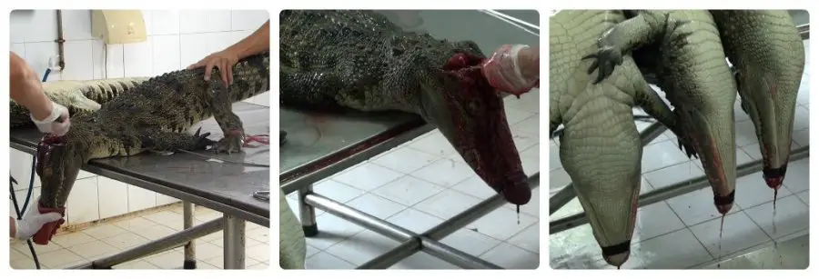 vietnam crocodile skin trade investigation screenshot 128 1