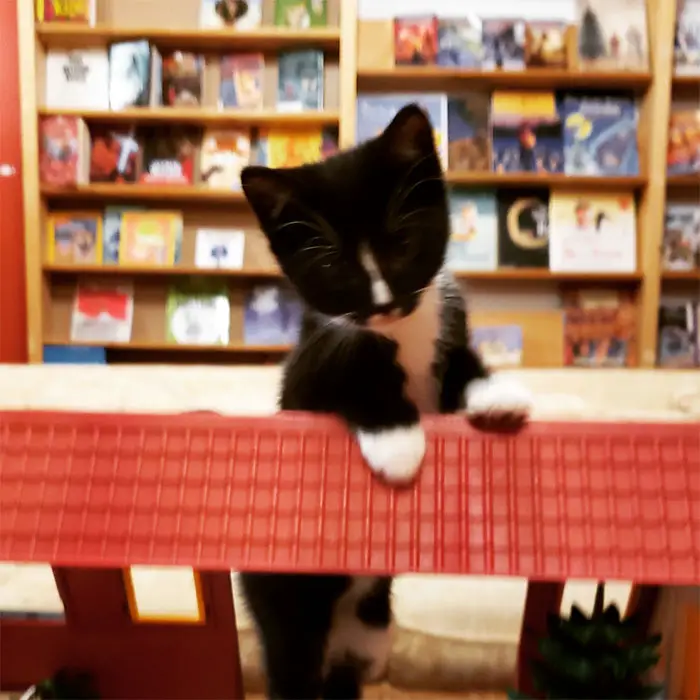 cats at Otis & Clementine’s Books & Coffee 