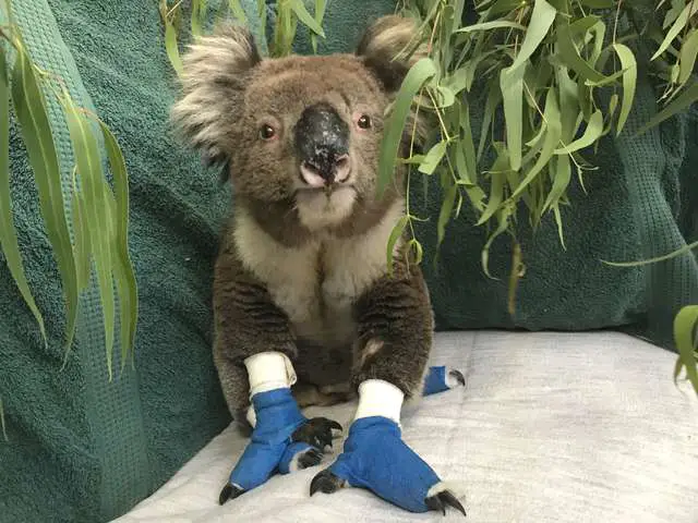 Billy the koala
