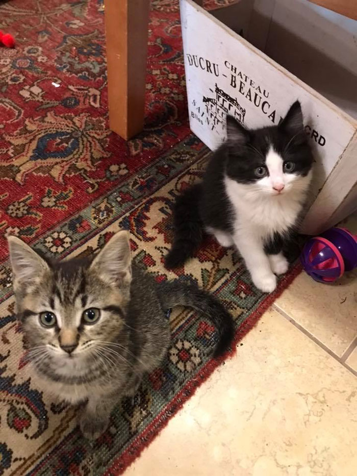 cats at Otis & Clementine’s Books & Coffee 
