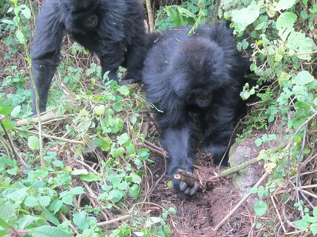 gorillas dismantling the traps