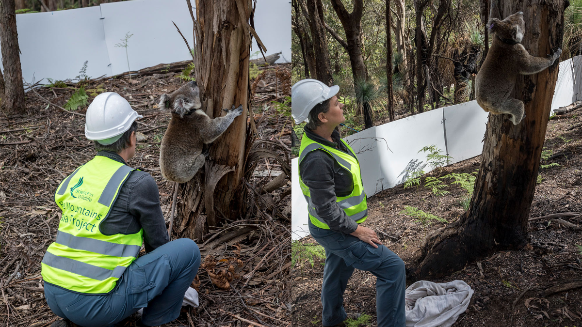 Koalas Rescued From Australian Fires Released Back Into Nature