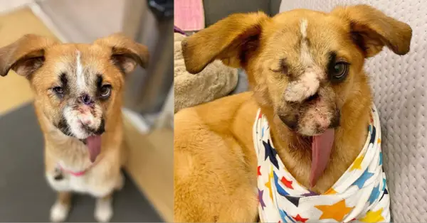 Forever Home Found For Millie The Rescue Dog Who Lost Her Nose After ...