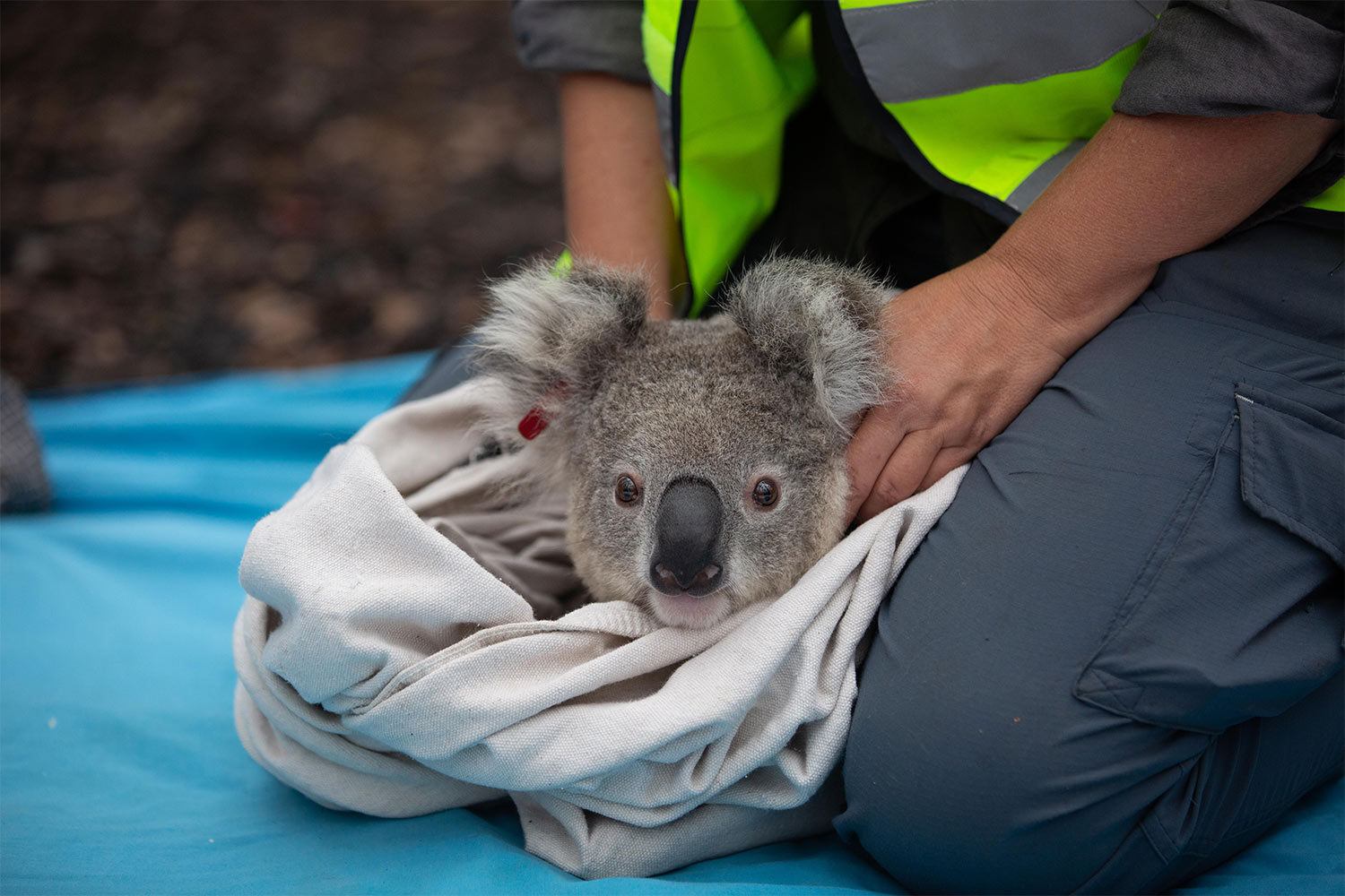 Koalas Rescued From Australian Fires Released Back Into Nature