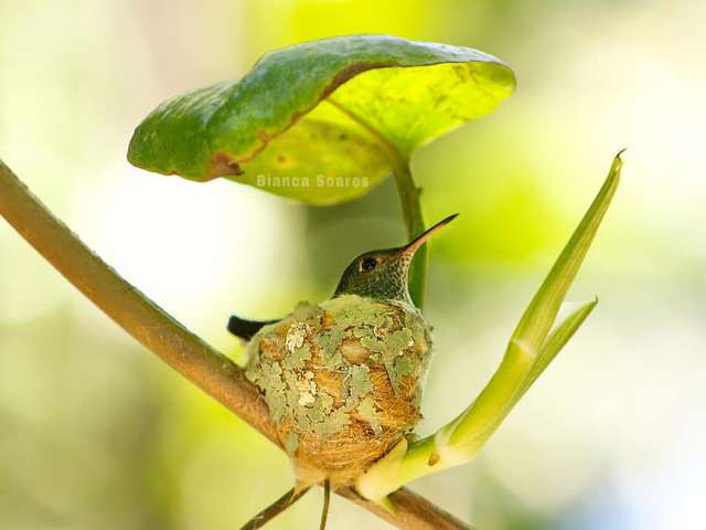 hummingbird