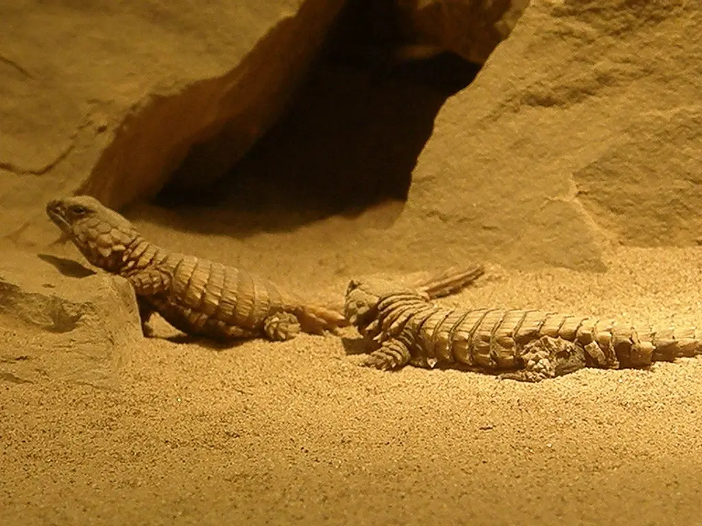 Armadillo Lizard: A Champion Lover