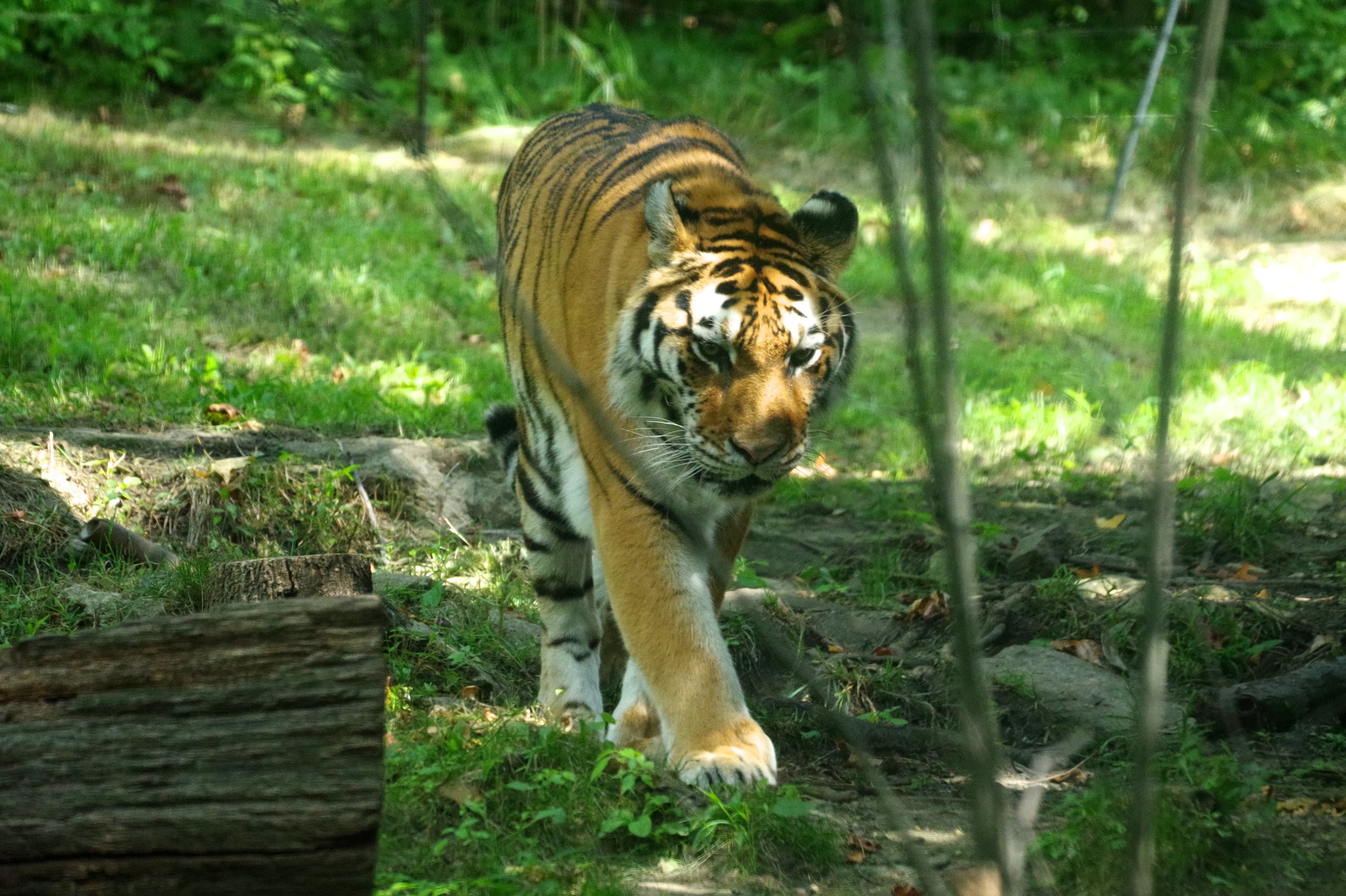 a-coughing-tiger-has-tested-positive-for-coronavirus-at-the-bronx-zoo