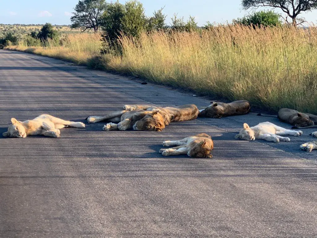 With South Africa In Lockdown, The Lions Can Chill As Much As They Want
