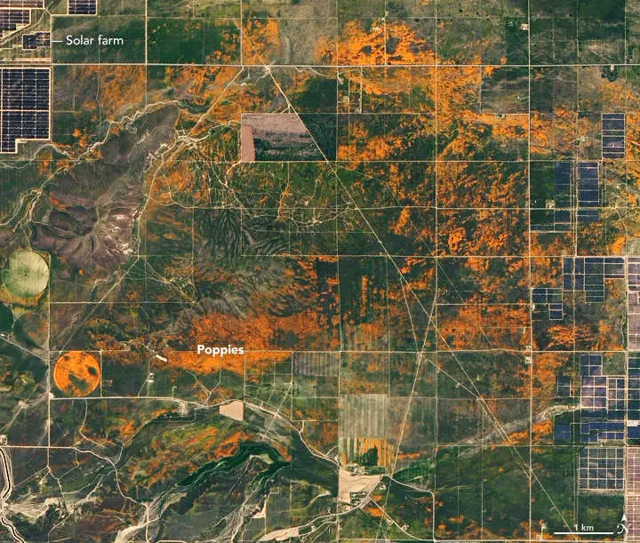 NASA Released Stunning Satellite Images Of The California Superbloom