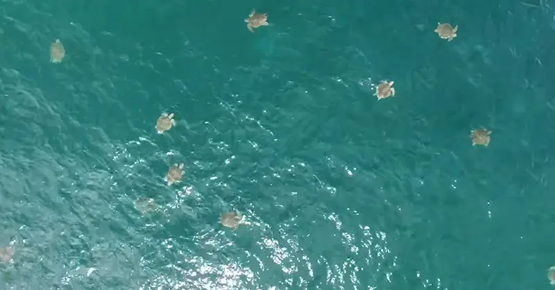 largest sea turtle swarm