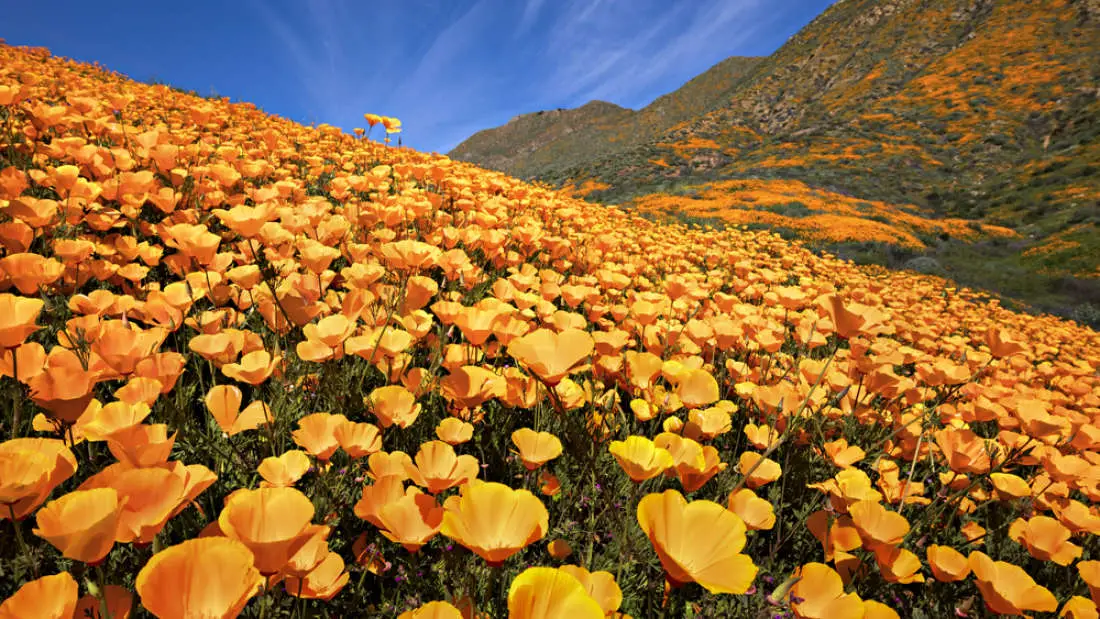 NASA Released Stunning Satellite Images Of The California Superbloom