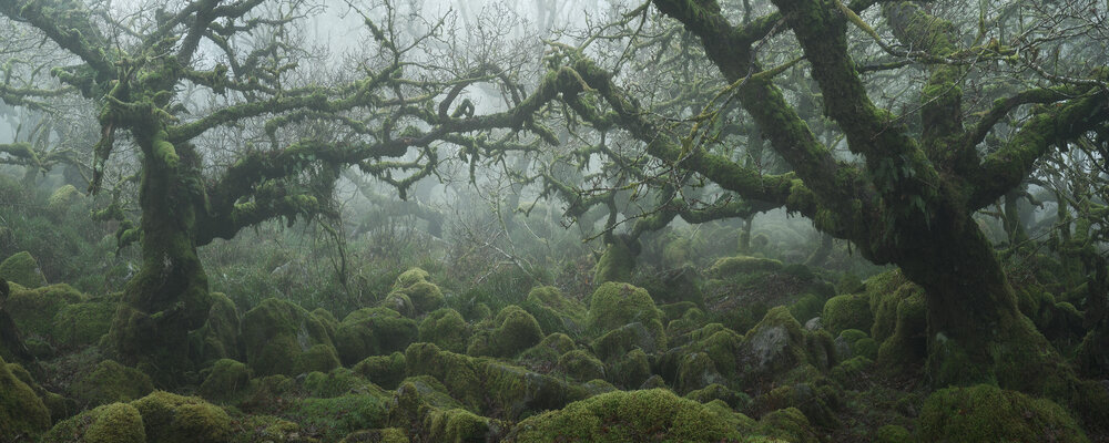 Neil Burnell photo