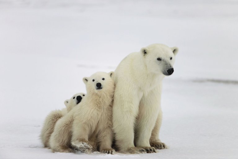 A Dire Warning, Polar Bears Could Be Wiped Out By 2100, Unless More Is ...