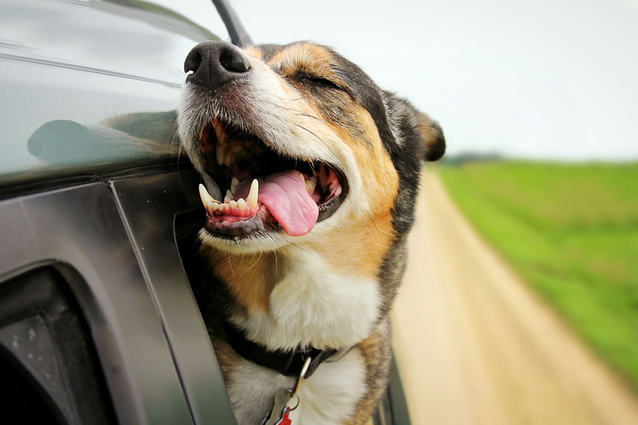 This Is Why Dogs Love Sticking Their Head Out Of A Car Window