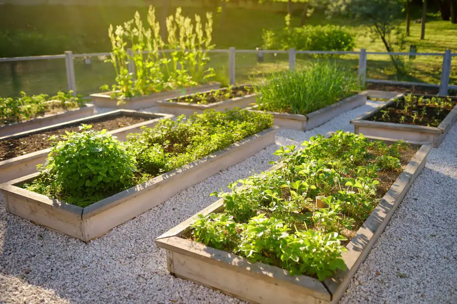 Community kitchen garden. Raised garden beds with plants in vegetable community garden. Lessons of gardening for kids.