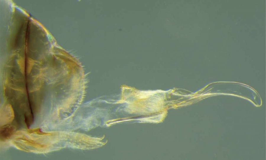 Neotrogla curvata female penis