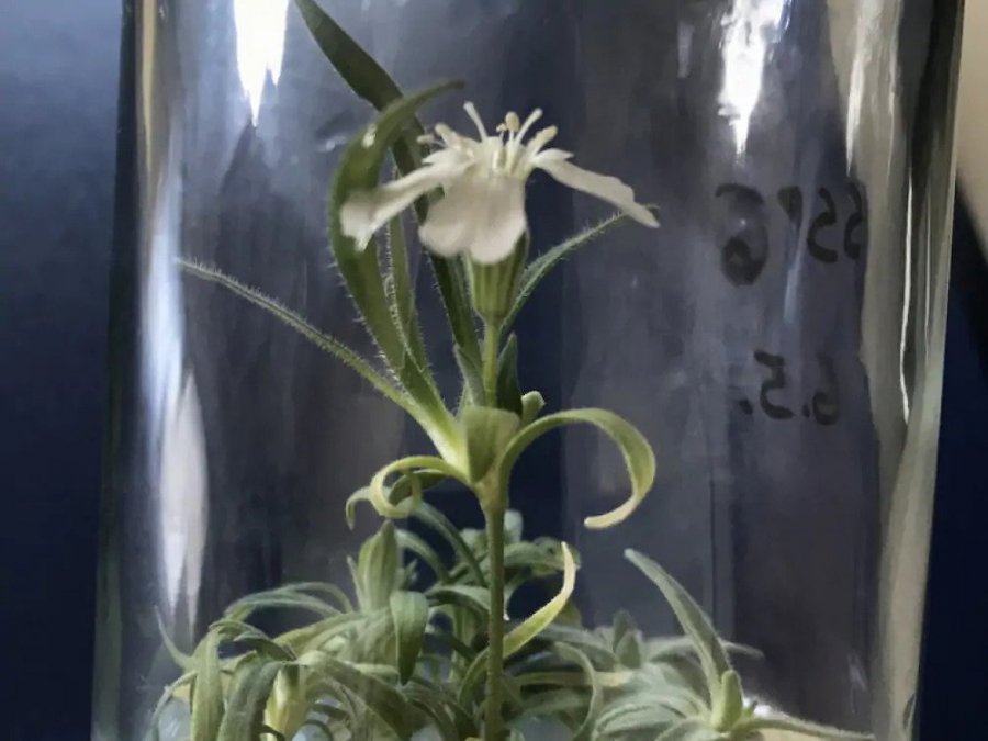 Tags News , Plants , science