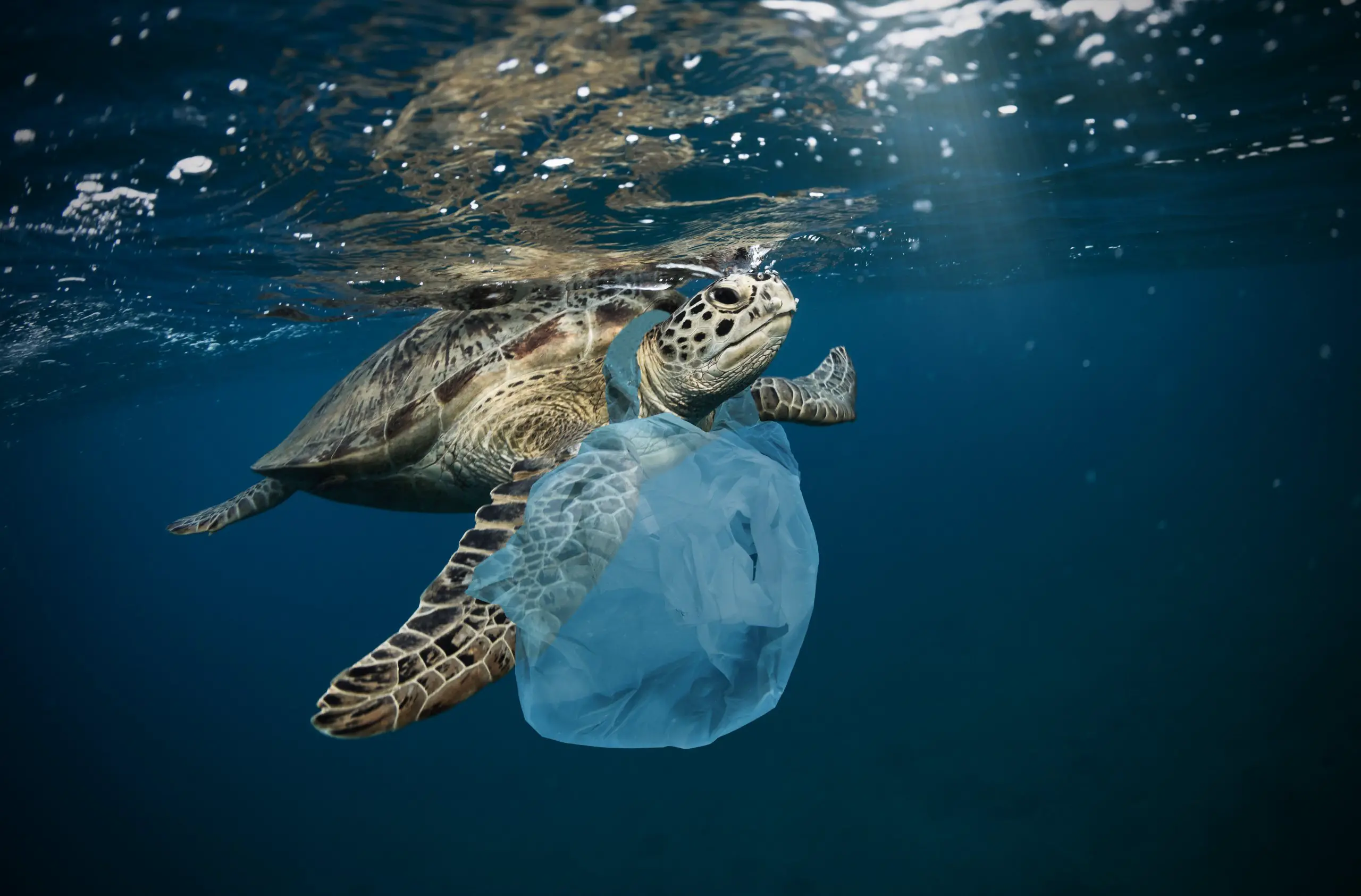 Ocean Plastic Turtle