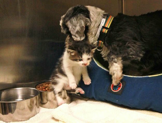 non-pregnant dog and her kitten