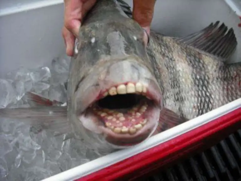 People Are Freaking Out About This Fish With HumanLike Teeth