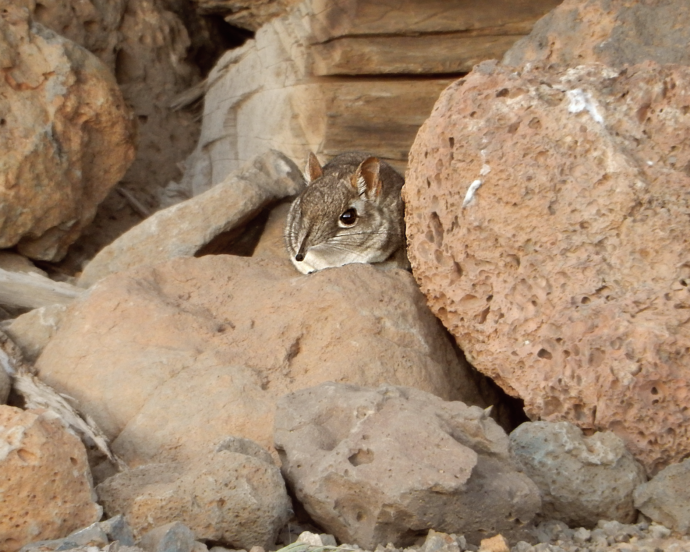 tiny elephant-shrew