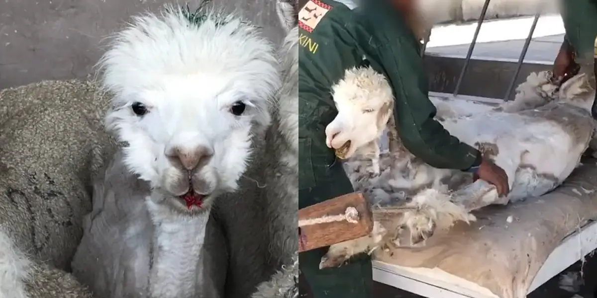 Alpacas Farm PETA