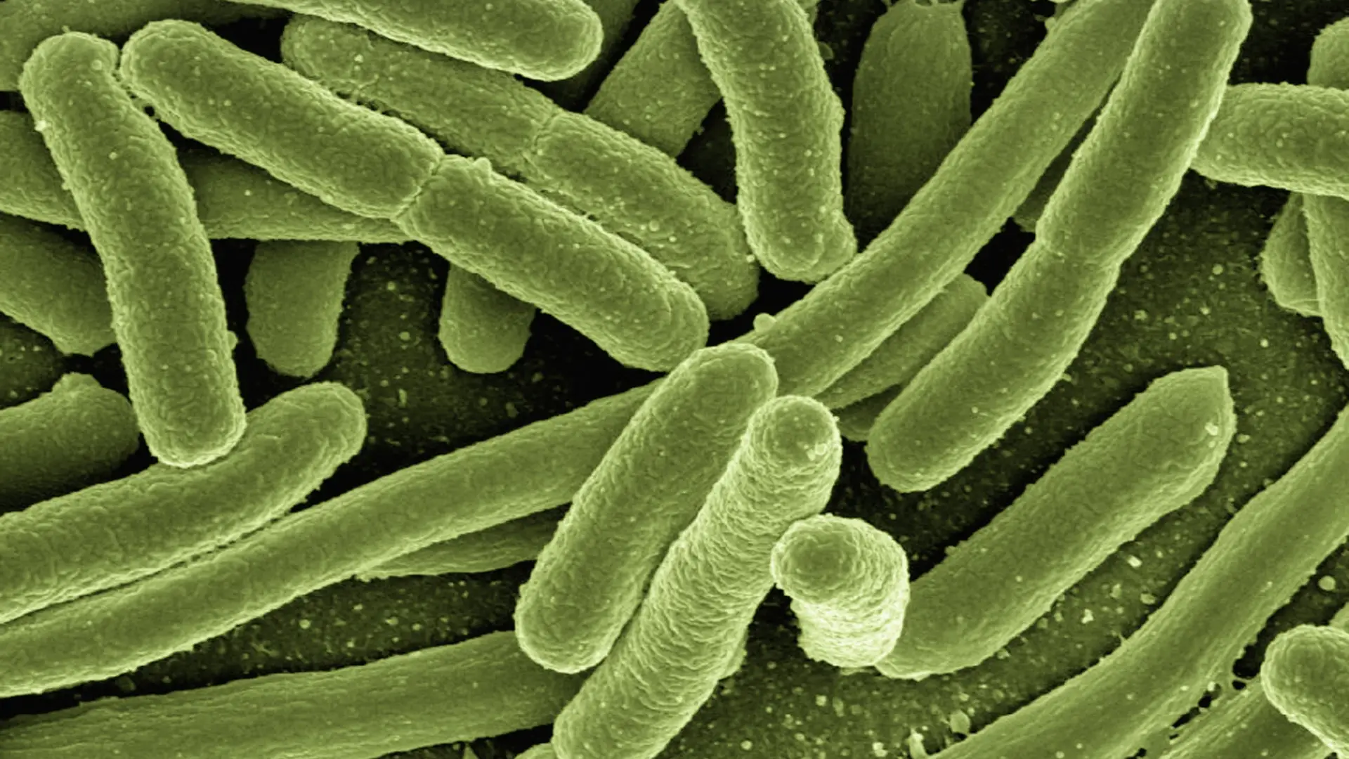 Bacteria Evolution