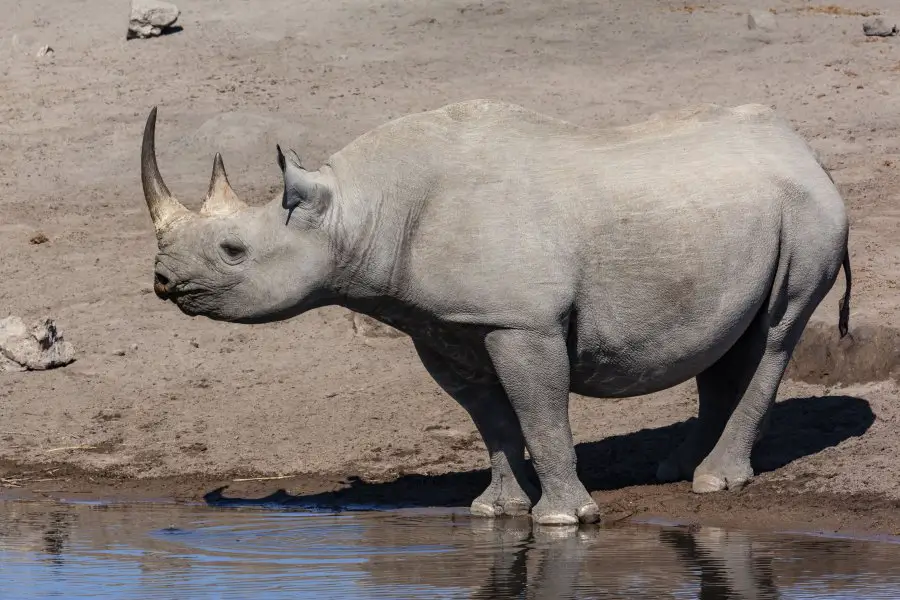 Black Rhinoceros - Etosha National Park in Namibia