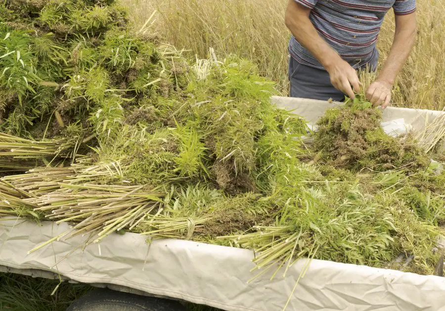 Professional farmer tying bundles of freshly harvested hemp stalks: industrial hemp cultivation