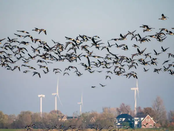 Flock of white-fronted geese, Anser albifrons, in flight in polder Eempolder, bird migration in Netherlands