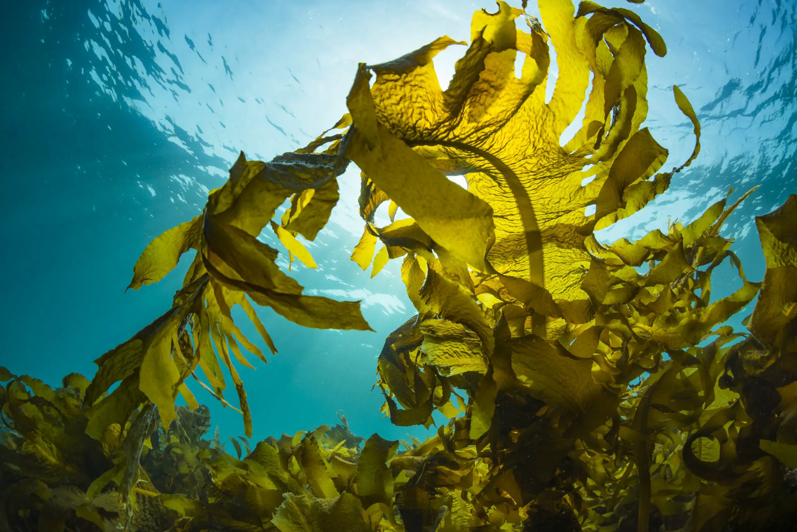 Seaweed Food Fuel