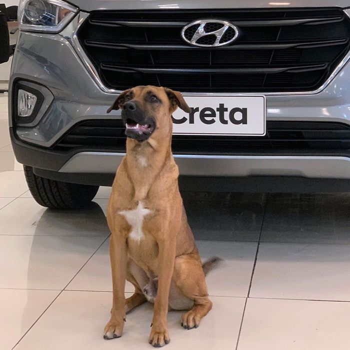 stray dog at Hyundai