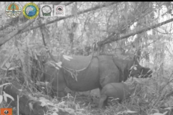 Two Extremely Endangered Javan Rhino Babies Spotted In Indonesia