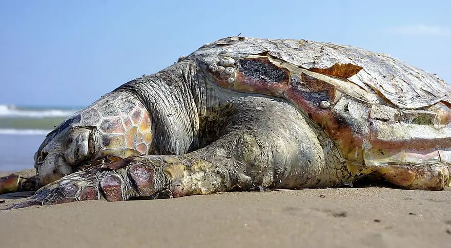 Dead Loggerhead Turtle