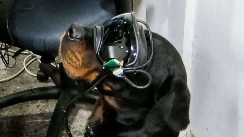 goggles for combat dogs