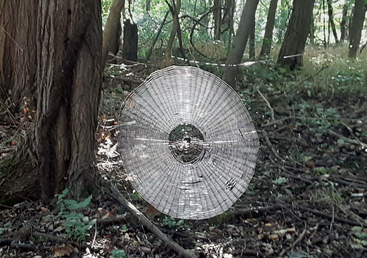 massive spider web
