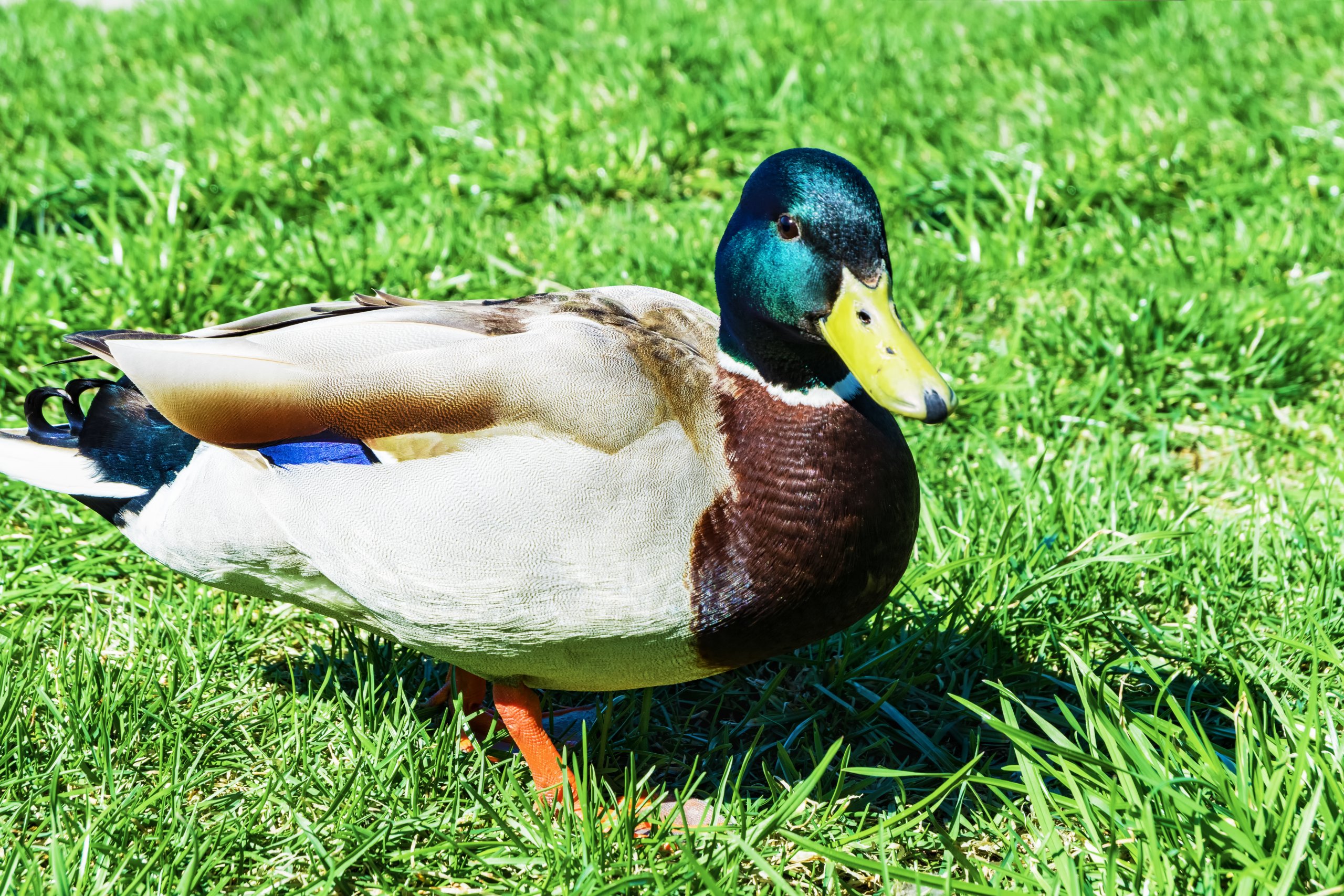 Farmers Can Use Ducks To Kill Pests