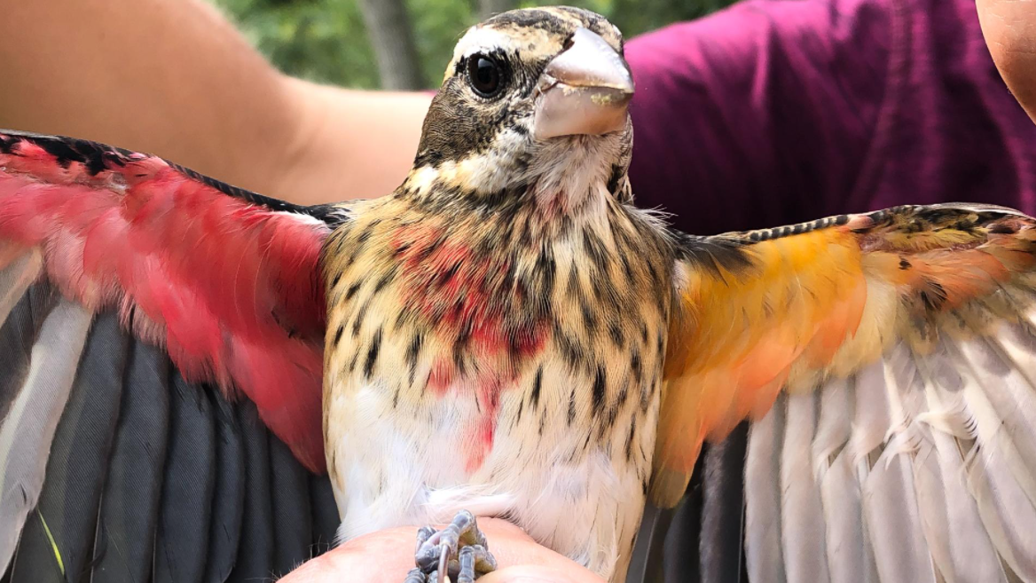 gynandromorph breasted grosbea