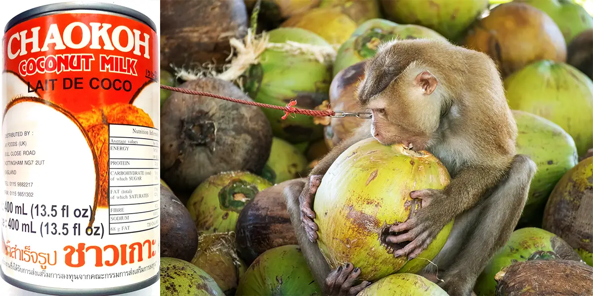 Costco Will Stop Selling Chaokoh Coconut Milk Over Reports Of Monkey Labor, Says PETA