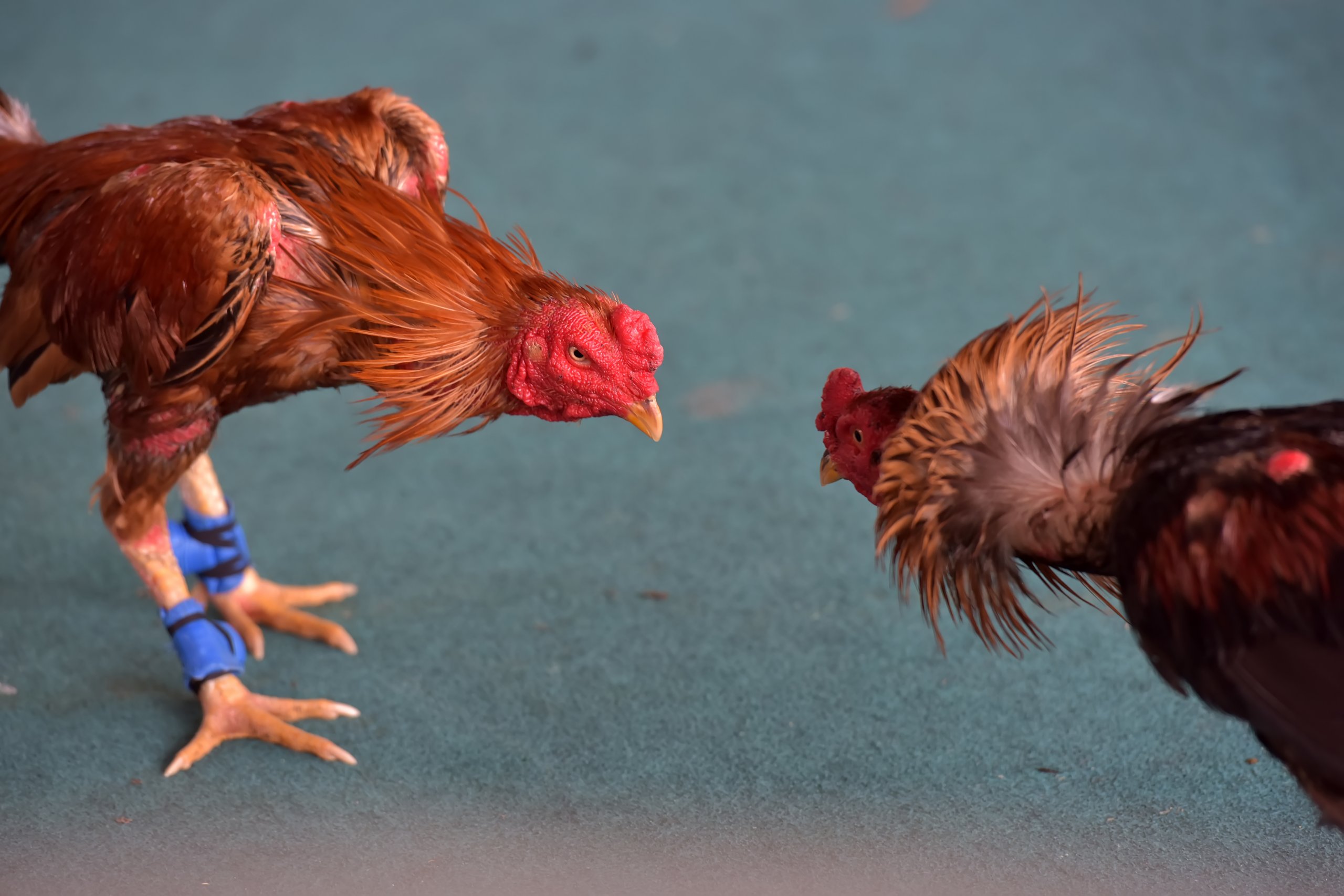 two fighting roosters