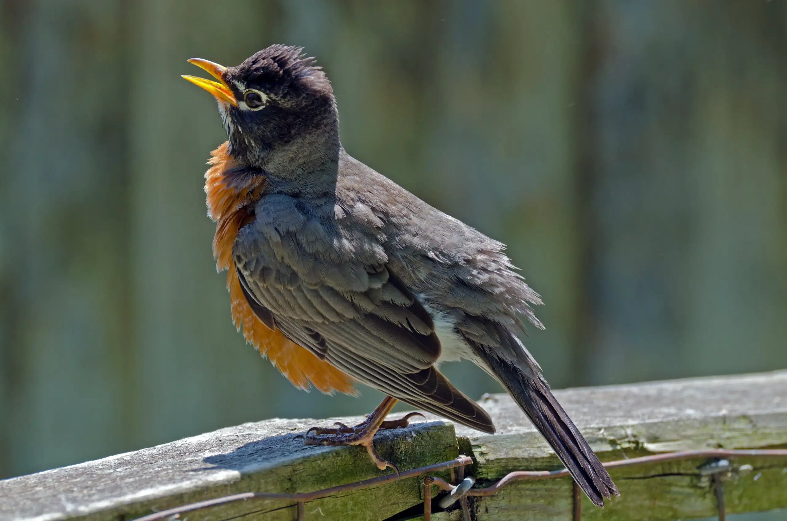 american robin (turdus migratorius) sitting on a fence
