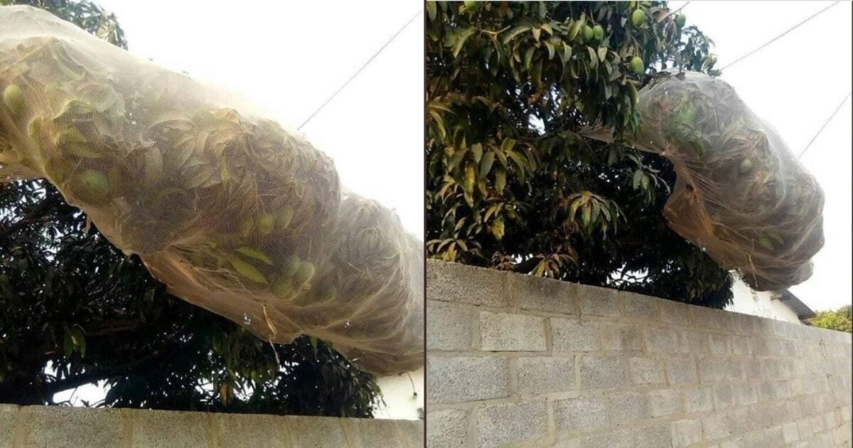covered a tree