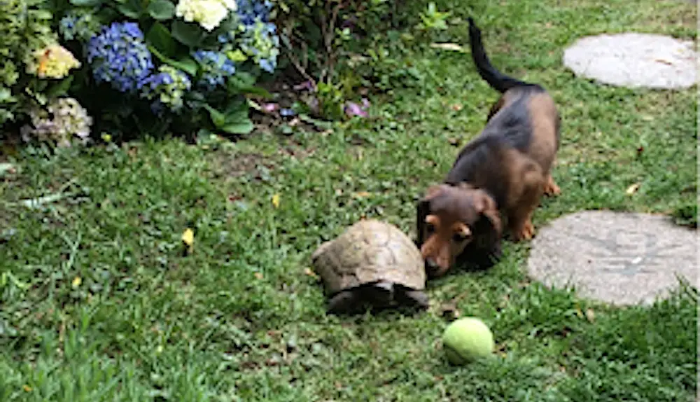 dachshund and tortoise